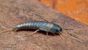 Скали: откъде идват и как да се справят с тях